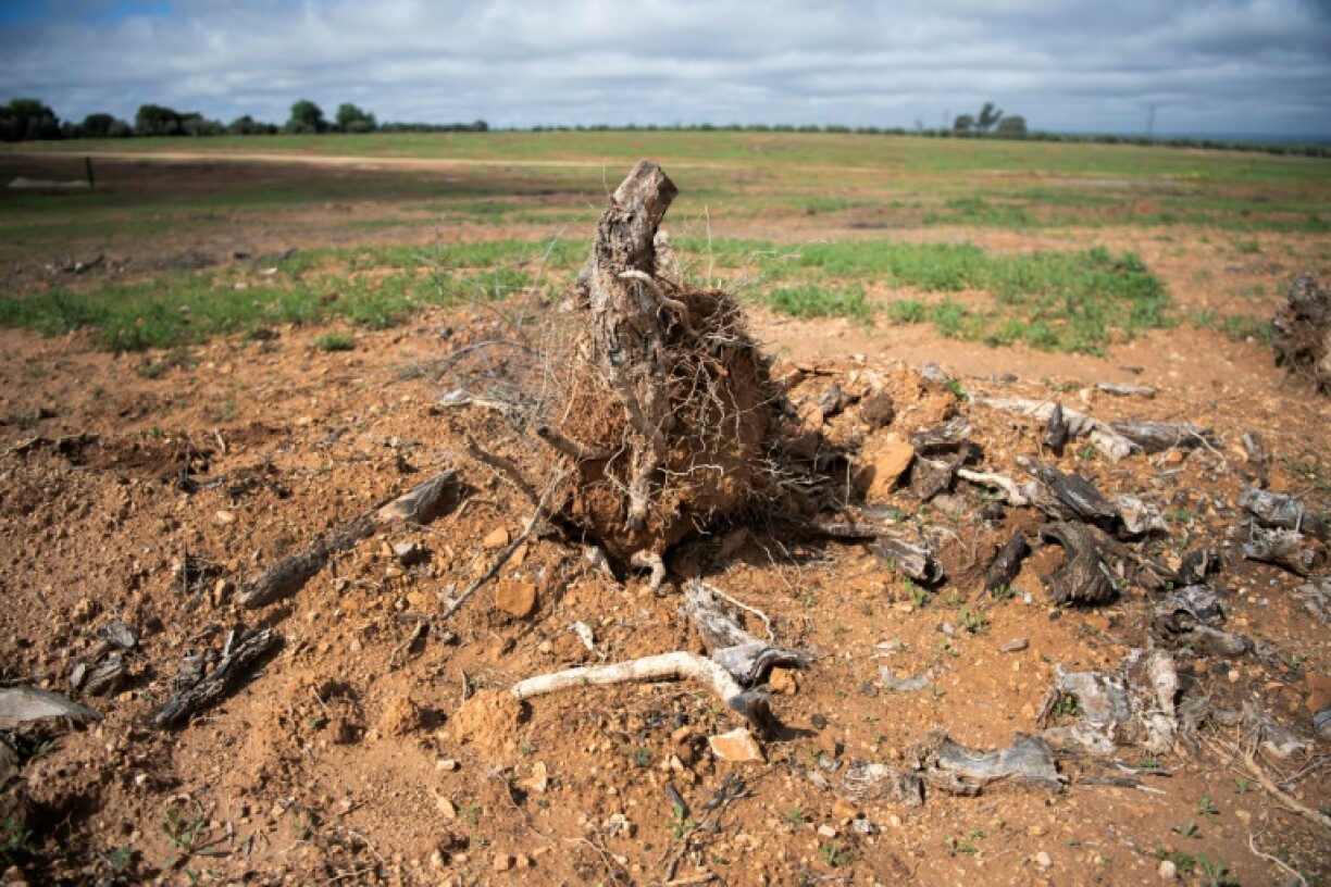 An olive tree stump is pictured in Lopera on March 24, 2025 amid a project to install solar plants