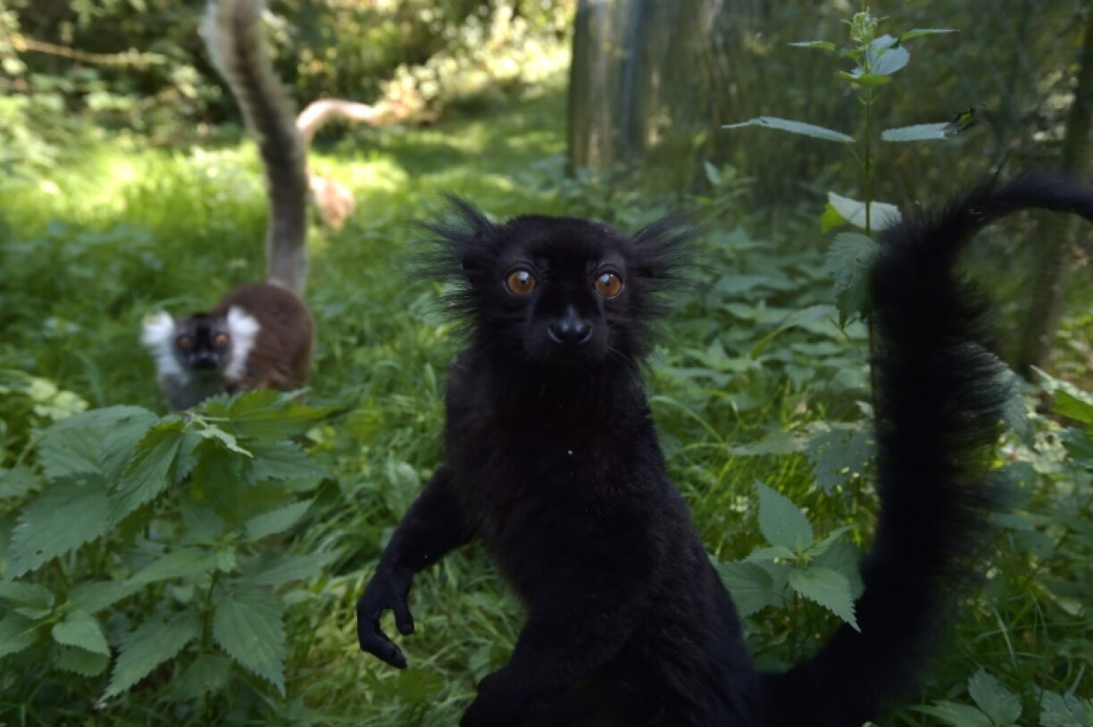 No alpha males here: A male black lemur pictured in the foreground, with a female behind him