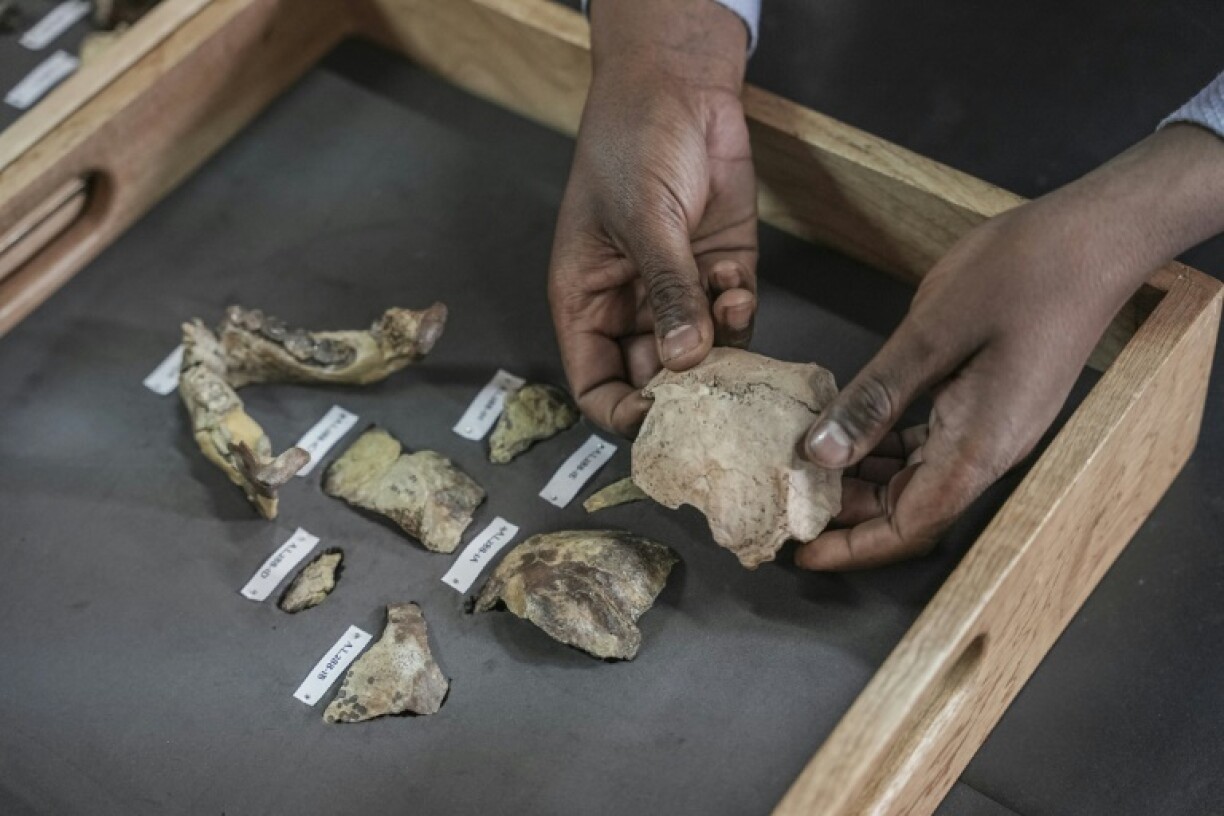 Des ossements de l'australopithèque Lucy au musée national d'Ethiopie, le 19 novembre 2024 à Addis Abeba
