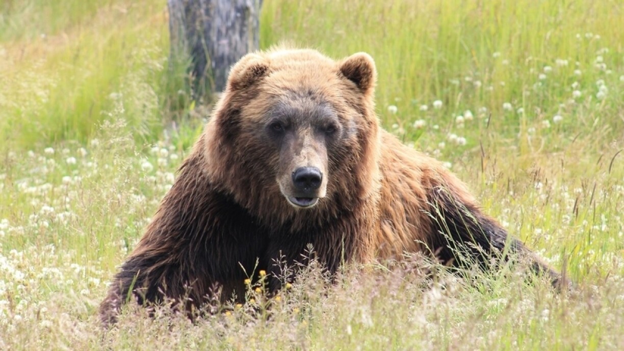 Photo d'illustration - Un ours a été vu au Portugal, 176 ans après que le dernier a été abattu.