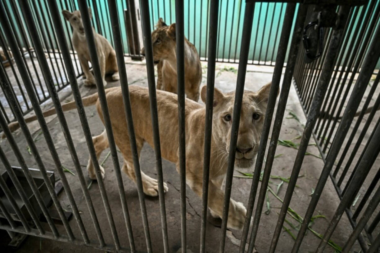 As a vulnerable species, lions and their parts can only be sold internationally with so-called CITES permits