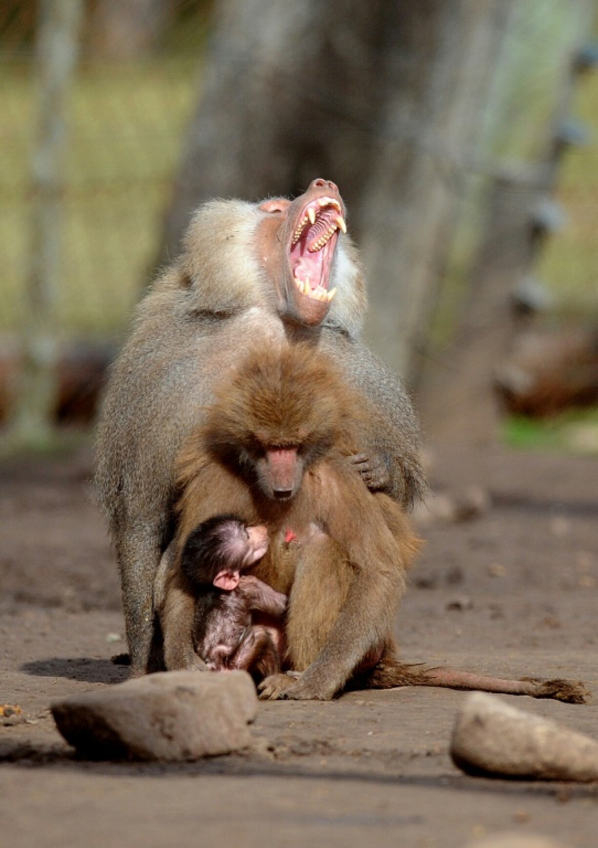 Baboons are one of the species in which male dominance is particularly clear, the researchers found