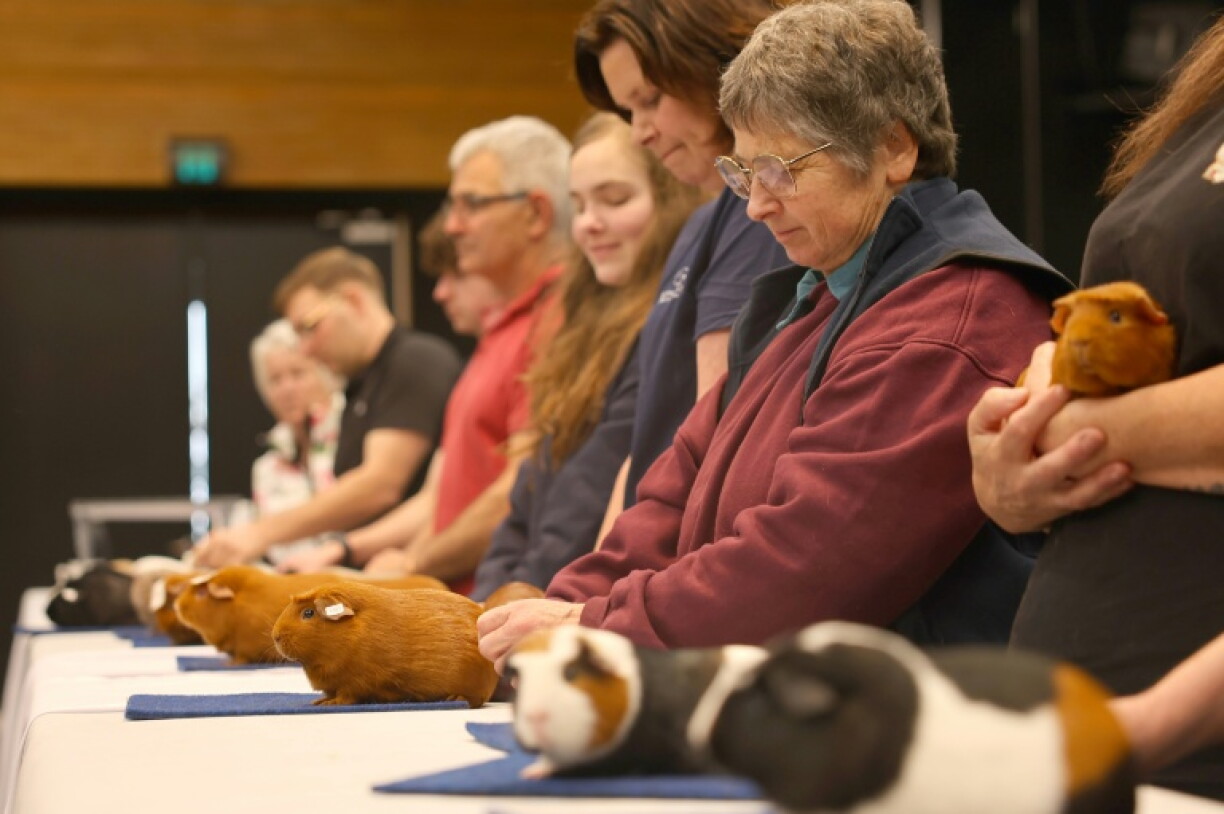 Competitors present their guinea pigs for judging during the New Zealand National Guinea Pig Show in Taupo
