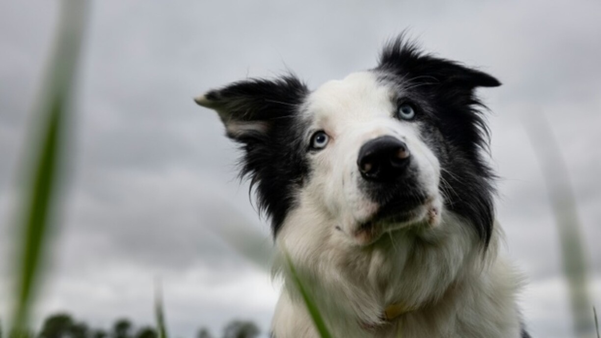 Messi, chien-star du film