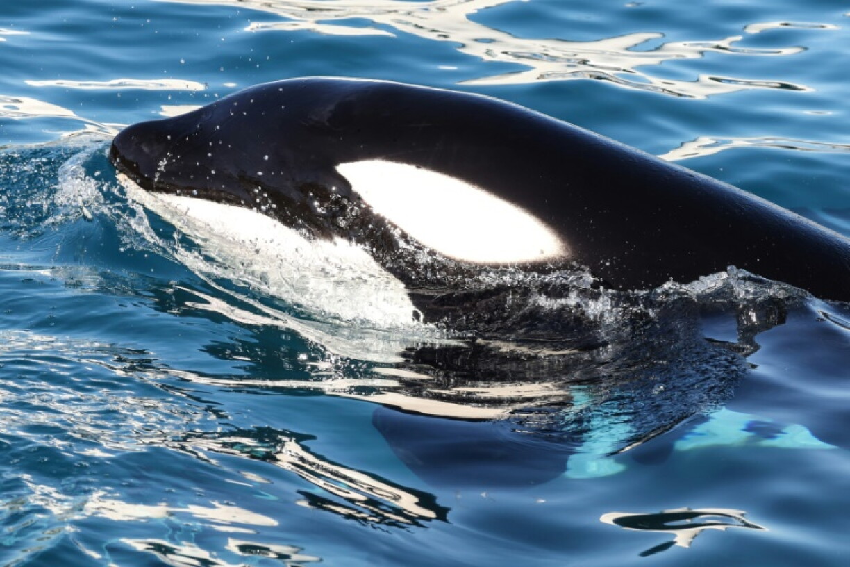 L'orque mâle Keijo dans le bassin du parc d'attraction Marineland à Antibes, le 27 novembre 2025