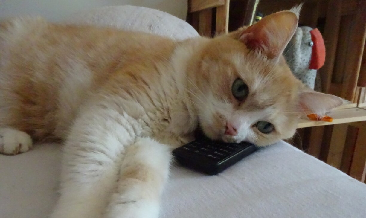 Even my cat is on board with the whole