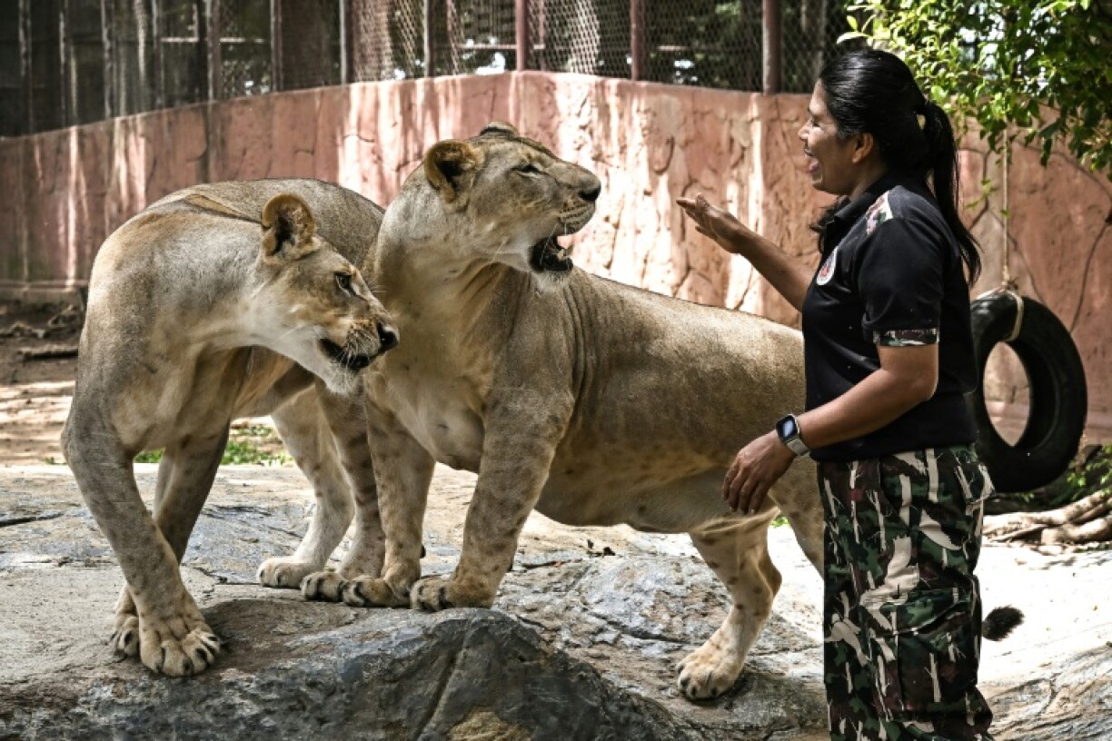 Big cat ownership has been banned in the United States and United Arab Emirates in recent years, and Thailand's wildlife rules are soon up for review
