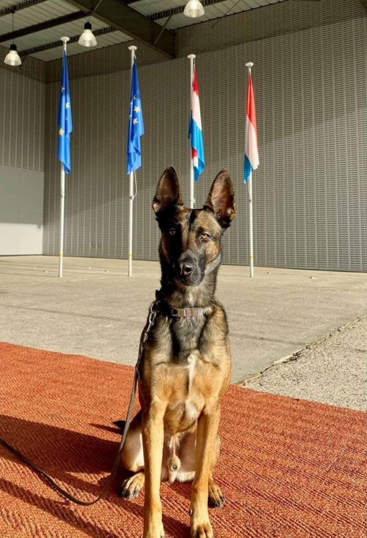 Dino, le chien de la douane qui a trouvé le chargement de cannabis.