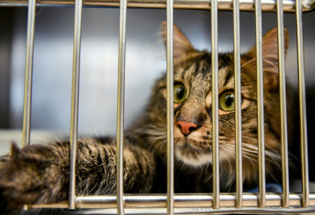 Concernant les animaux recueillis, il s'agit principalement de 280.000 chats représentant 72% des prises en charge