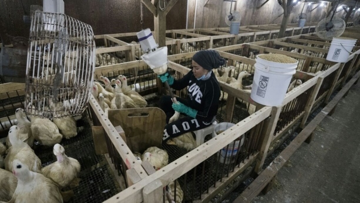 Eng Foie-Gras-Farm an den USA.