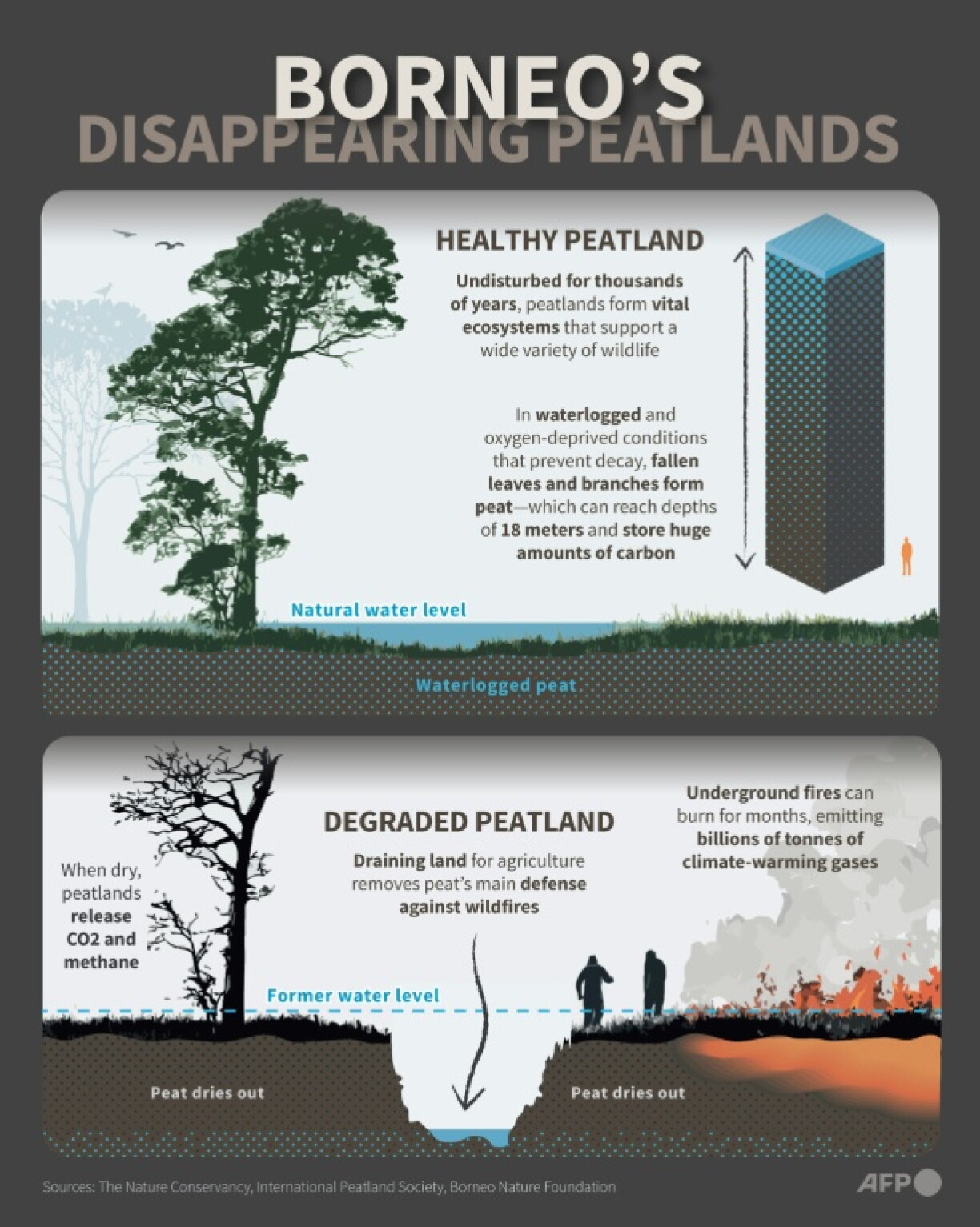 Infographic showing the benefits of healthy pristine peatlands compared with peatlands that have been degraded in Borneo.
