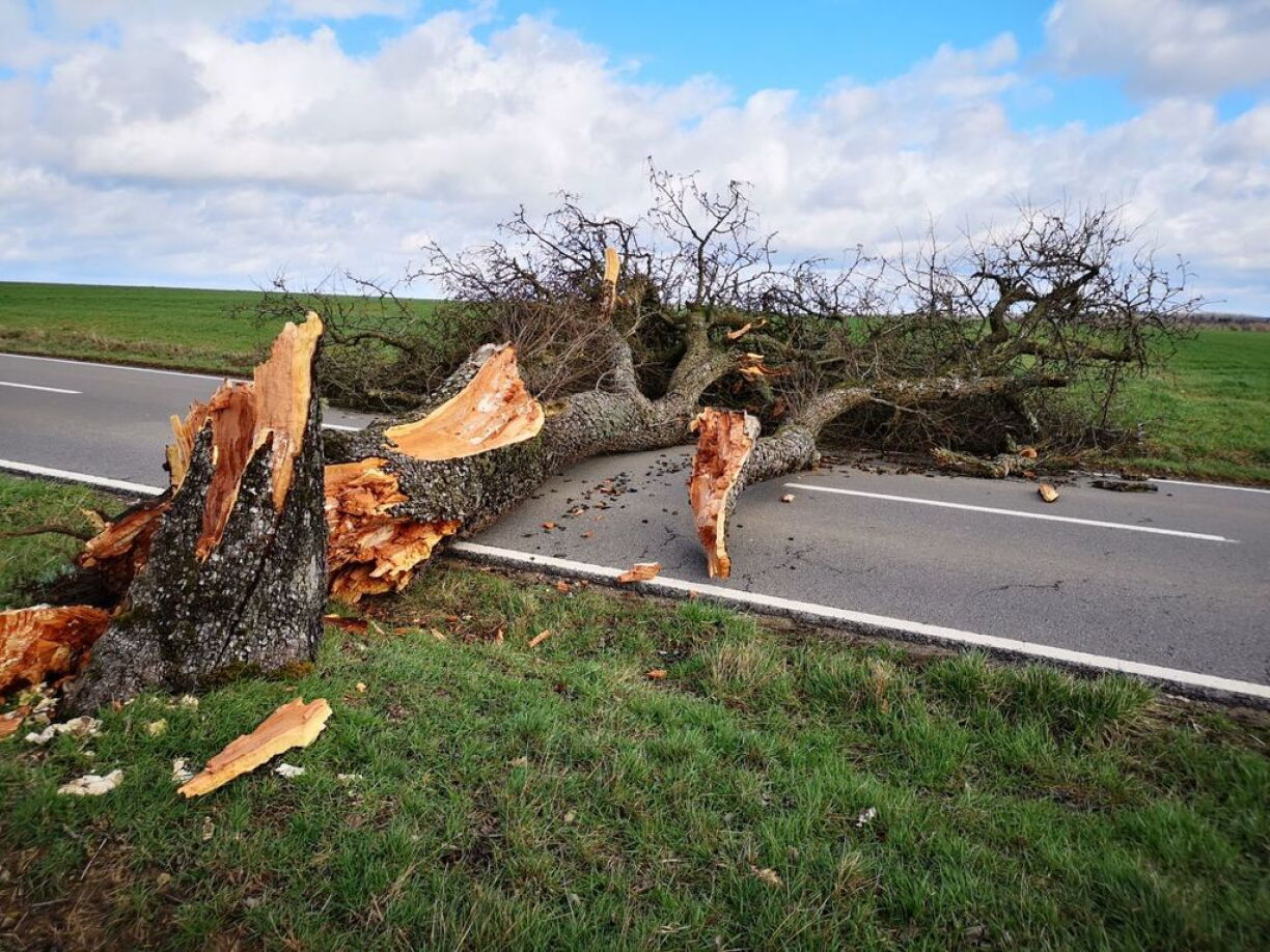 Un arbre qui s'est abattu sur une route luxembourgeoise dimanche alors que le pays était en alerte orange.