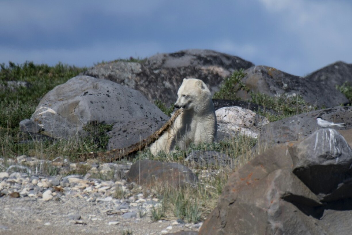 Un ours polaire mange un reste de carcasse de béluga, à Churchill, dans la baie d'Hudson, le 4 août 2022 au Canada