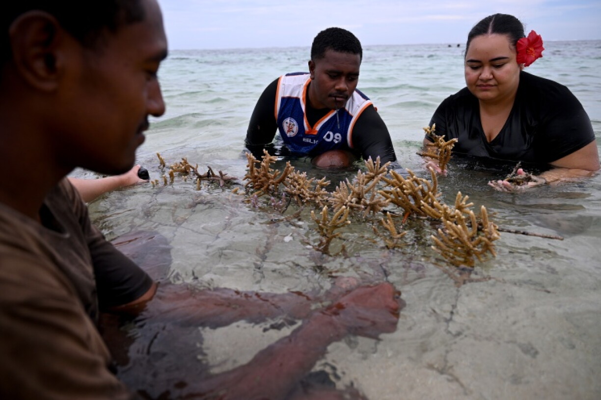 Villagers and environment advocates plant coral in the sea within the Naidiri Marine Biodiversity Park