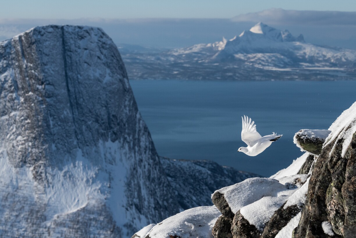 ROCK PTARMIGAN FLIGHT