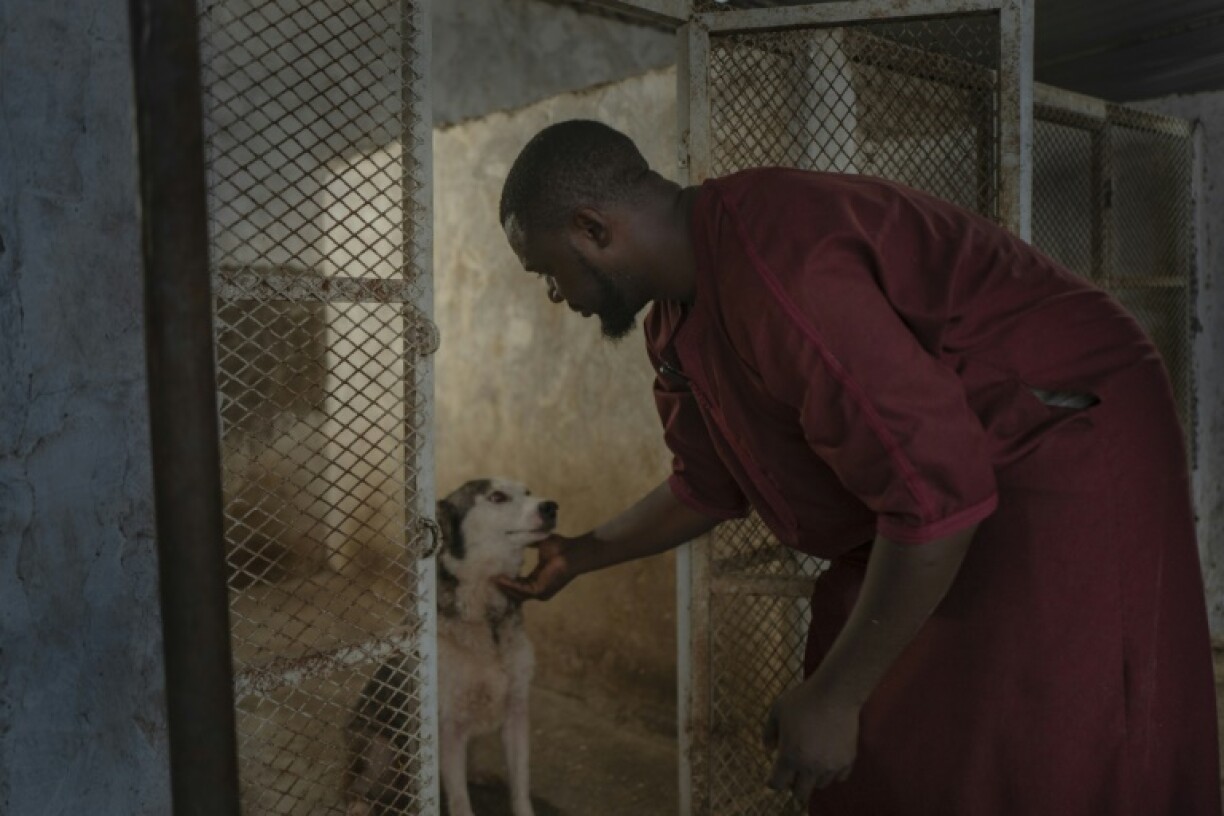 Amadou Mobdj, dresseur et éleveur de chiens, ouvre la cage de Gloria, une chienne husky, le 4 octobre 2024 à Nouakchott, en Mauritanie