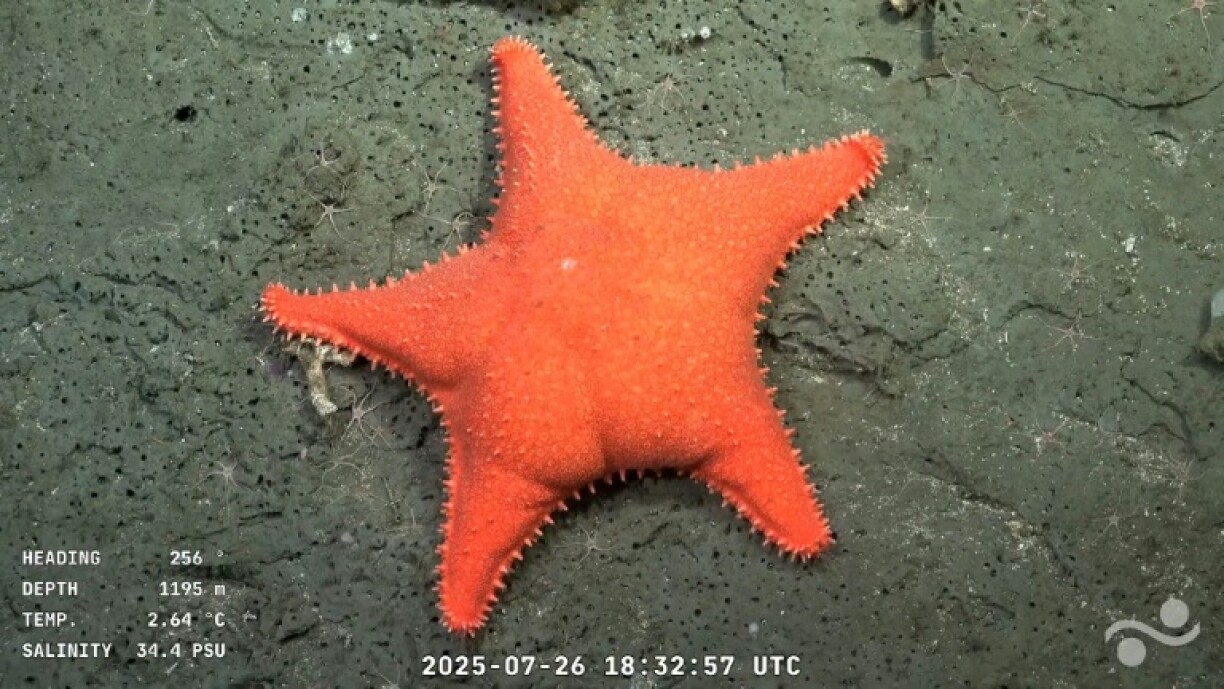 The broadcast of this dark, cold, and vibrant underwater universe has gone viral