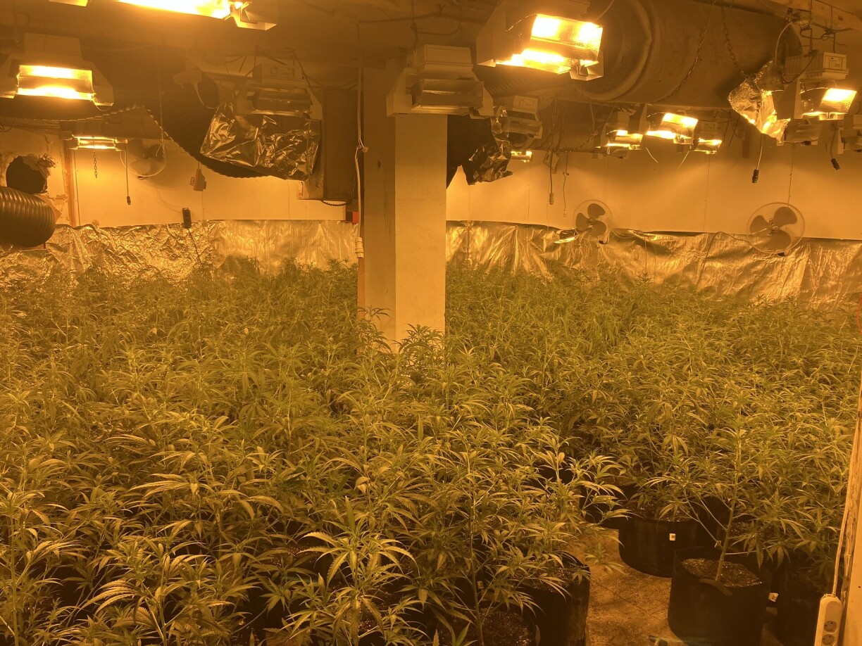 Une chambre de culture de plants de cannabis découverte par la douane en Meuse.