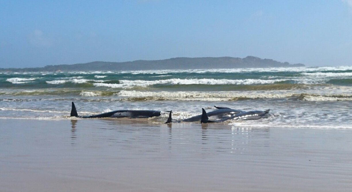 Photo de la police de Tasmanie montrant des globicéphales échoués sur un banc de sable de Macquarie Harbour le 21 septembre 2020