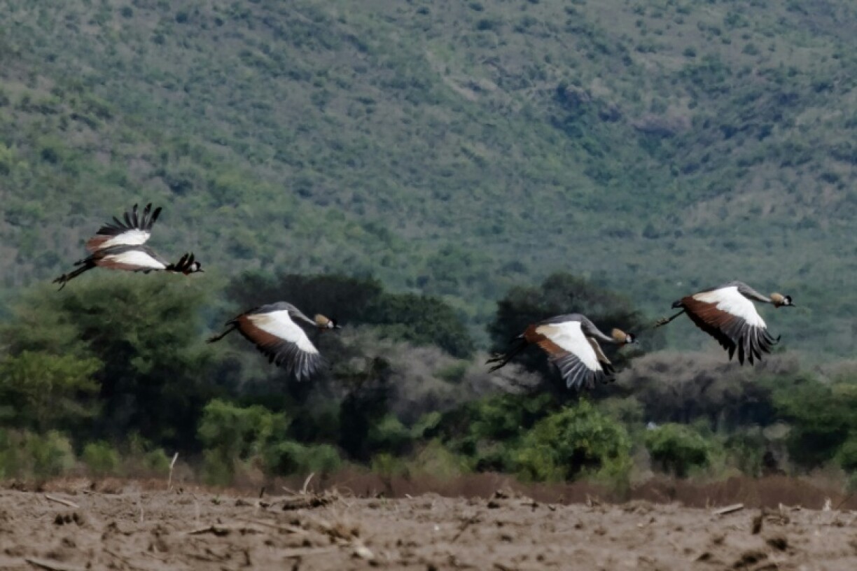 Food shortages have made white storks and other migratory birds prey for humans
