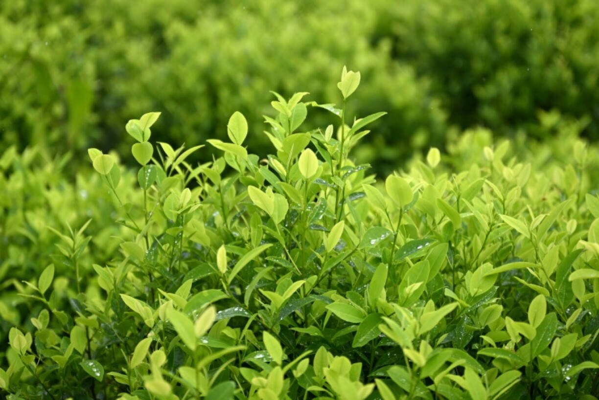 Colombia is the world's biggest cocaine producer