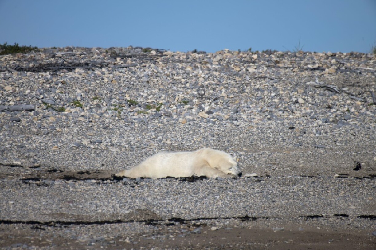Un ours polaire dort sur le rivage après s'être nourri d'algues, le 8 août 2022 près de Churchill, dans la baie d'Hudson, au Canada