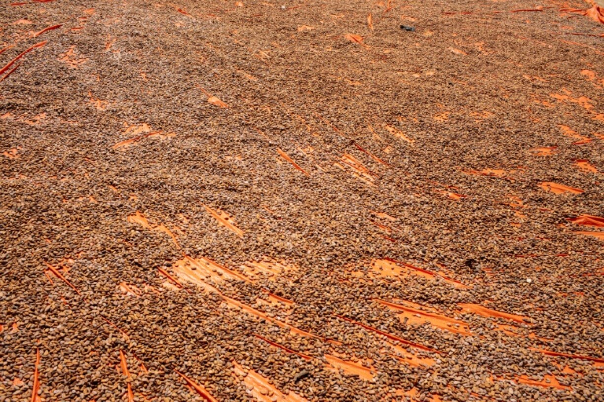 Congolese producers accuse Uganda of destabilising the market