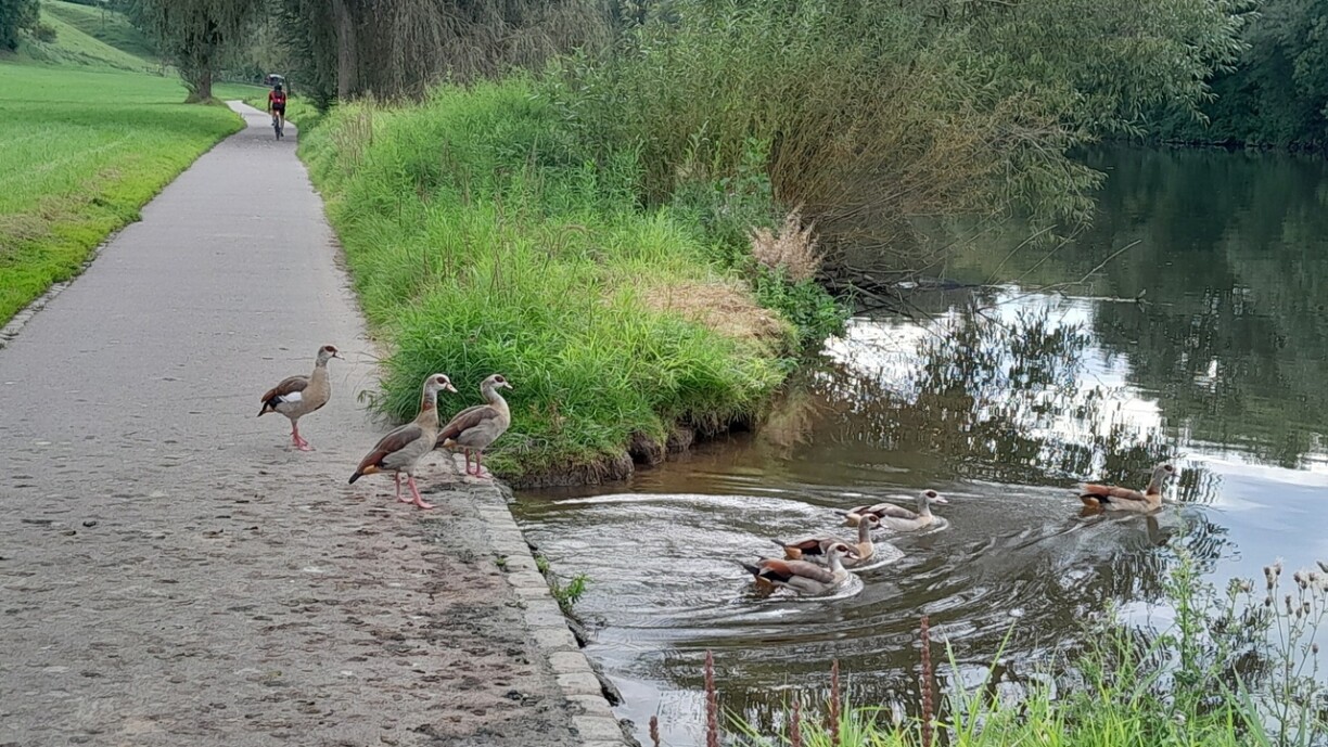 De Vëloswee tëscht Dikrech an Angelduerf.
