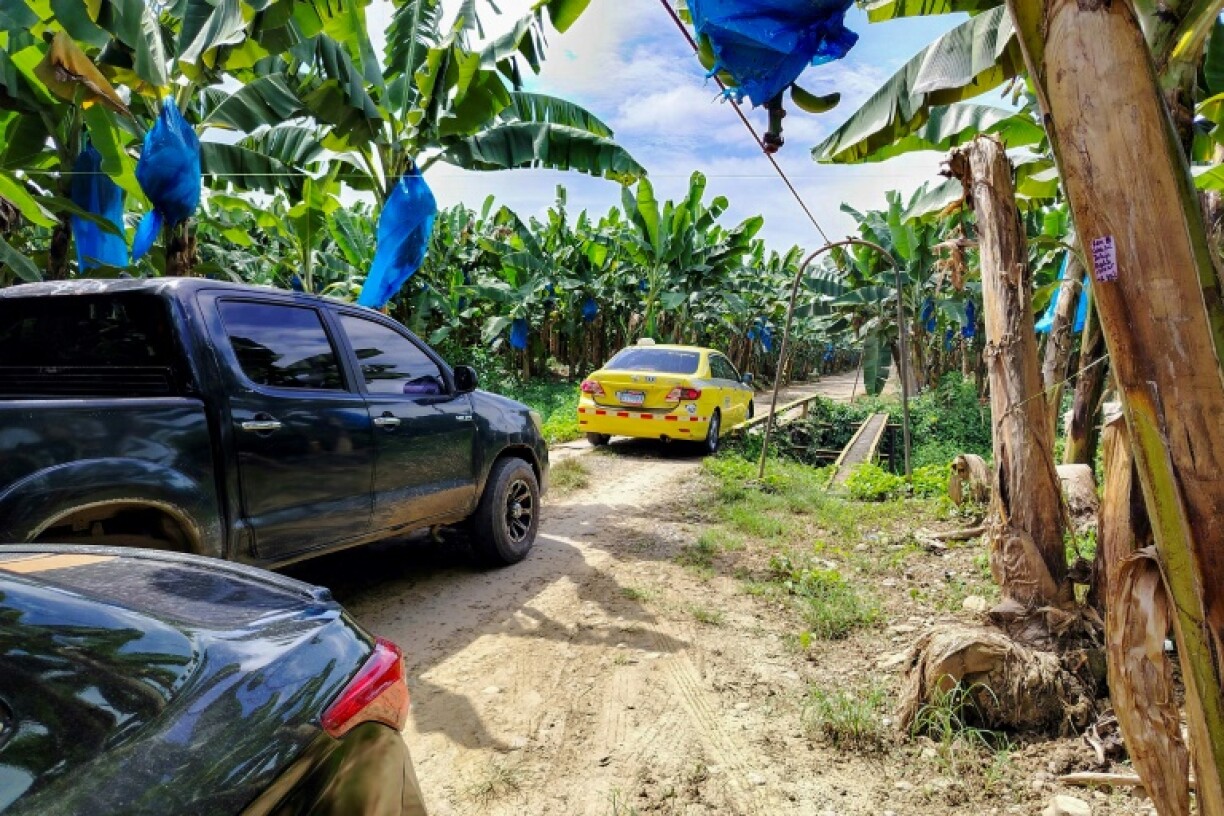 Vehicles drive through banana plantations belonging to a subsidiary of US banana Chiquita Brands in Bocas del Toro, Panama