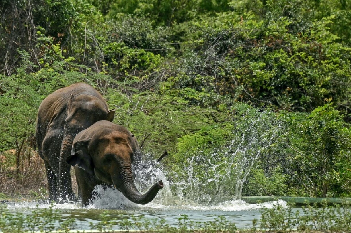 Conflict between humans and wild elephants has grown -- 629 people were killed by elephants across India in 2023-2024, according to parliamentary figures