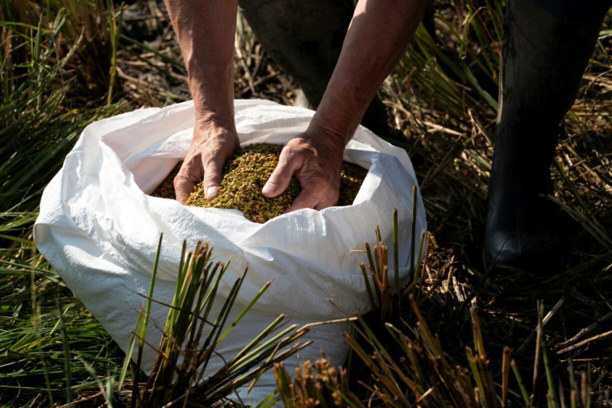 Farmers hope to cultivate around three tonnes of rice in the pilot project
