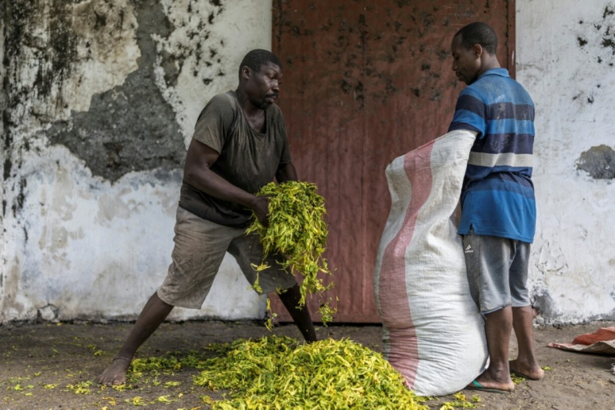 The Comoros is among the world's top producers of the delicate and sweet-smelling ylang-ylang flower used in perfumes like the famous Chanel No 5