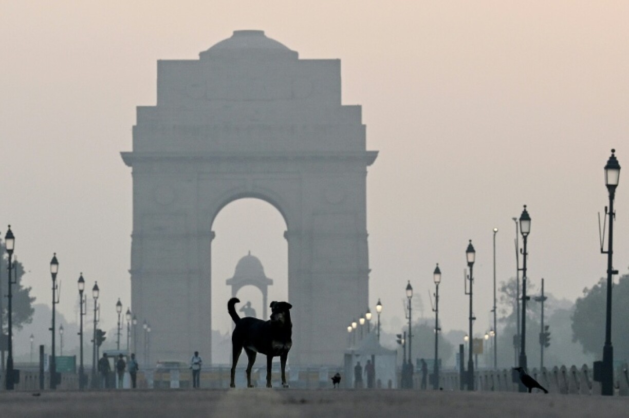 At least 60,000 stray dogs live on the streets of Delhi, according to India's Livestock Census