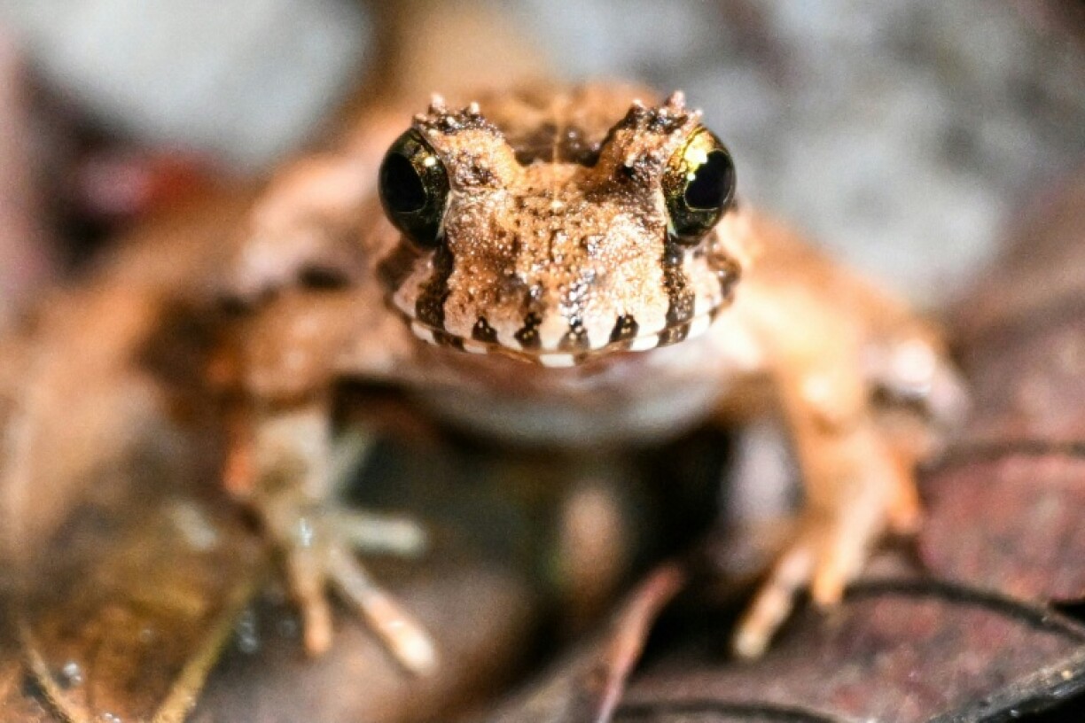 A brown marsh frog photographed in Kubah National Park on the island of Borneo
