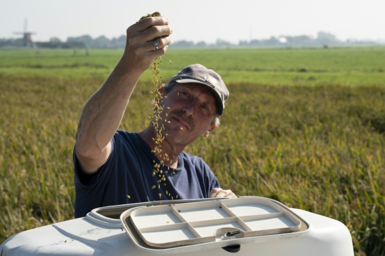 Climate change has made Dutch-grown rice a possibility