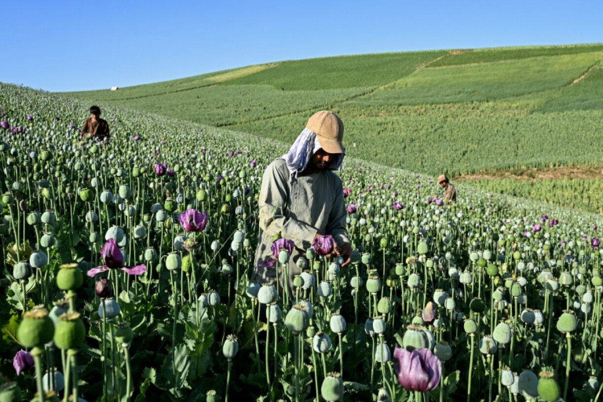 Rampant poverty has driven some Afghan farmers to return to the opium trade