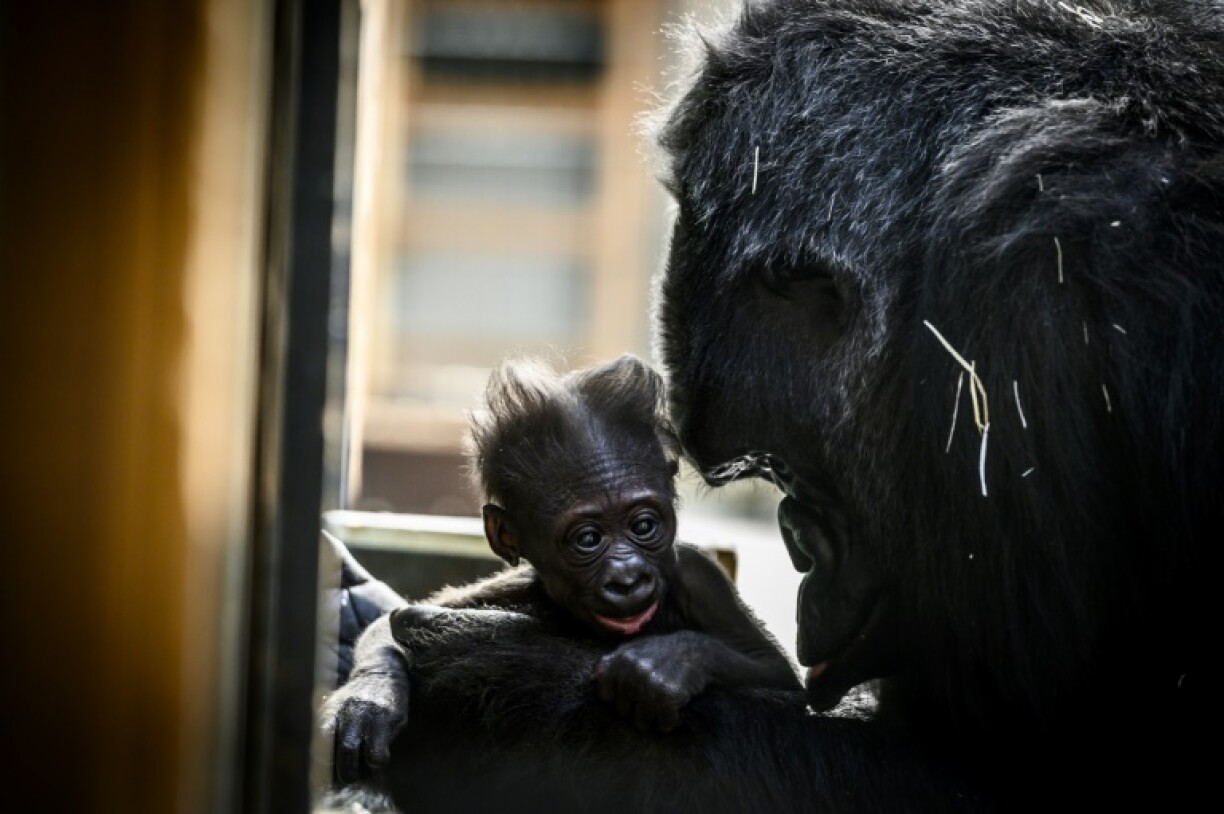 The gorilla Gypsy tenderly holds her first baby, born four weeks ago at the Saint-Martin-La-Plaine zoo.