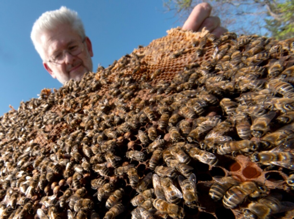Beekeeper Matthias Kopetzky demands more effective testing to curb fake honey
