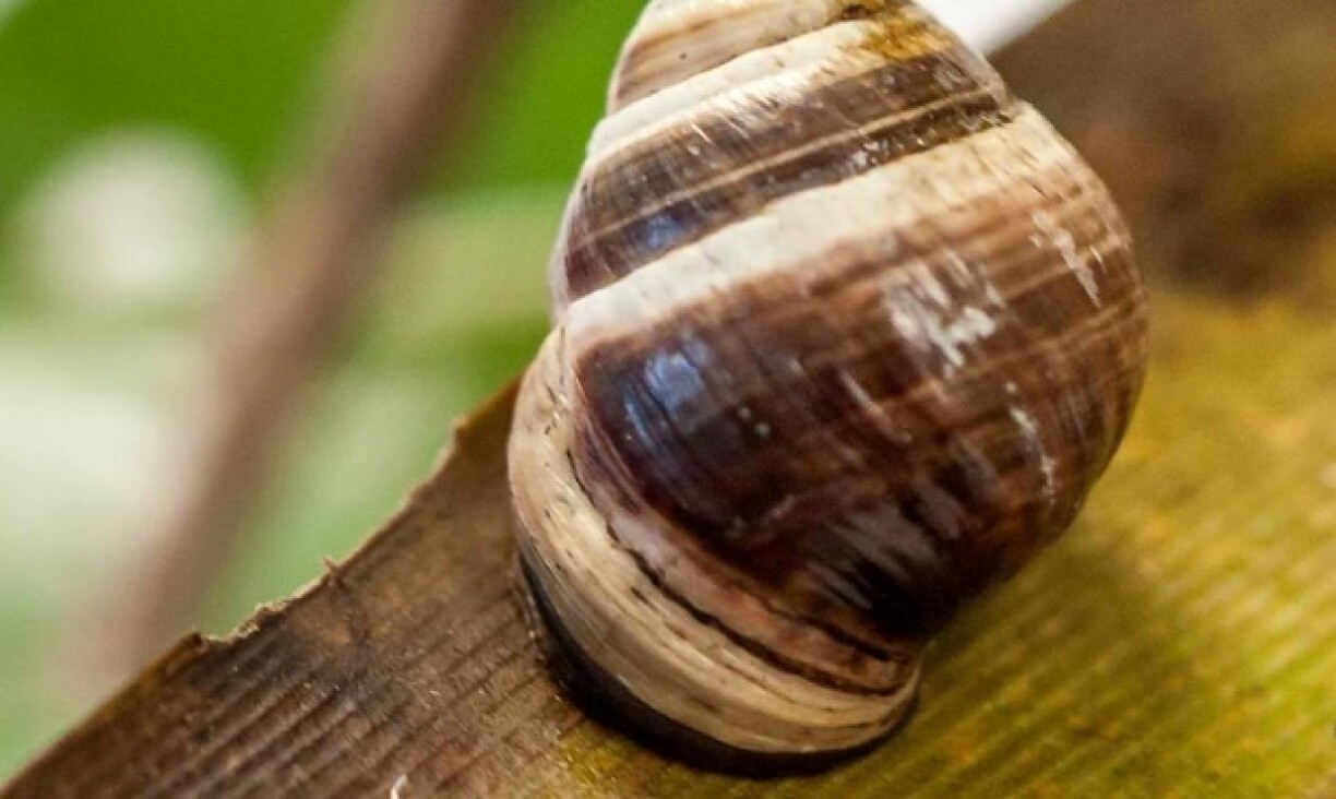 Den George huet an engem Terrarium an engem Laboratoire op Hawaii gelieft.