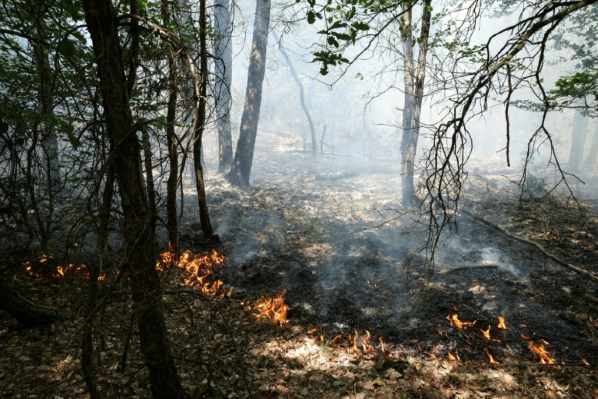 Des flammes se propagent dans les sous-bois lors d'un incendie dans la forêt de Fontainebleau, à Achères-la-Forêt, le 13 juillet 2026 en Seine-et-Marne