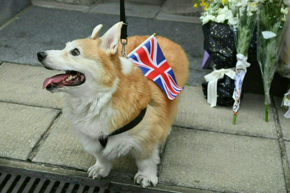 Un corgi porte un drapeau britannique en hommage à Elizabeth II après son décès, à Hong Kong le 12 septembre 2022