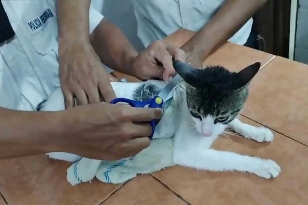 A grab from video footage released by Costa Rica's justice ministry shows prison guards removing drugs taped to a cat