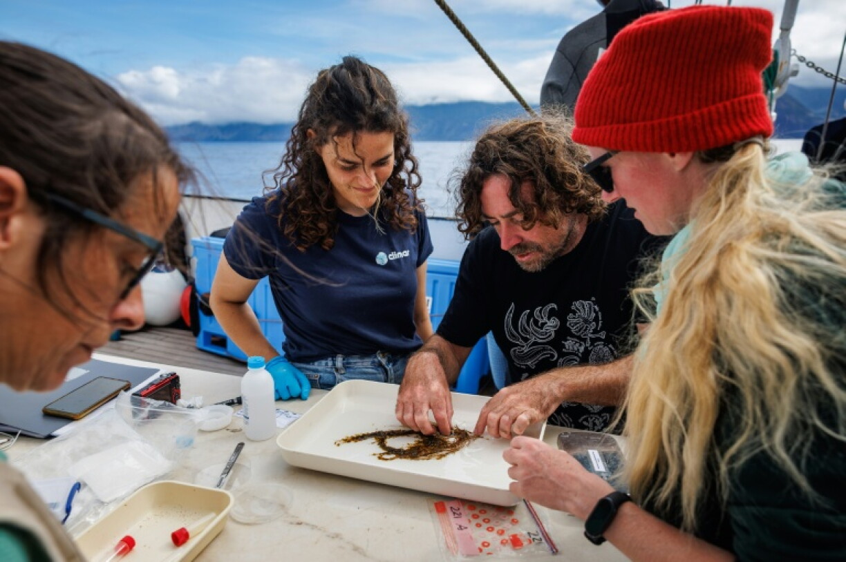 Researchers aboard around 15 vessels are investigating the Madeira archipelago's marine life
