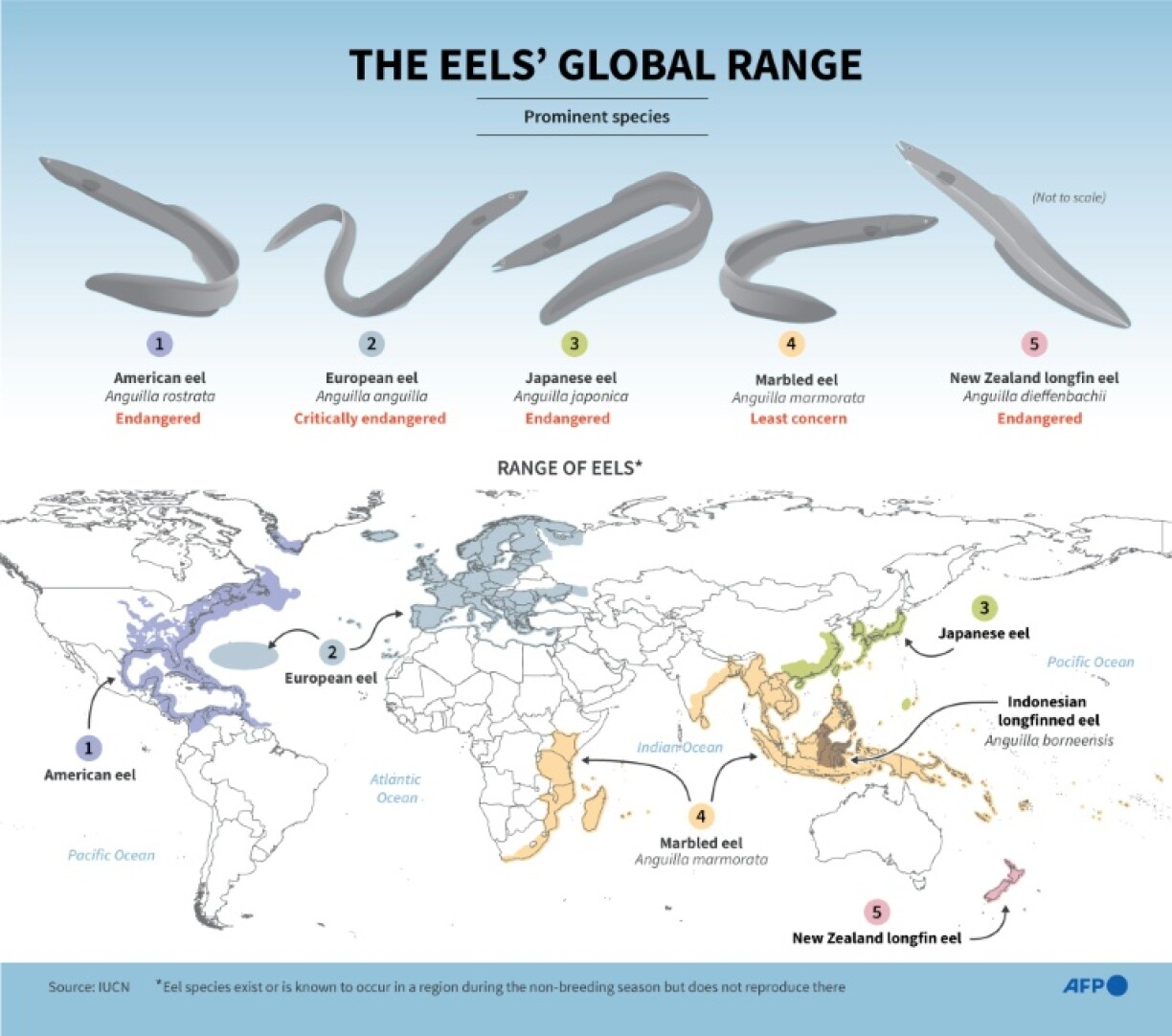 The eels' global range