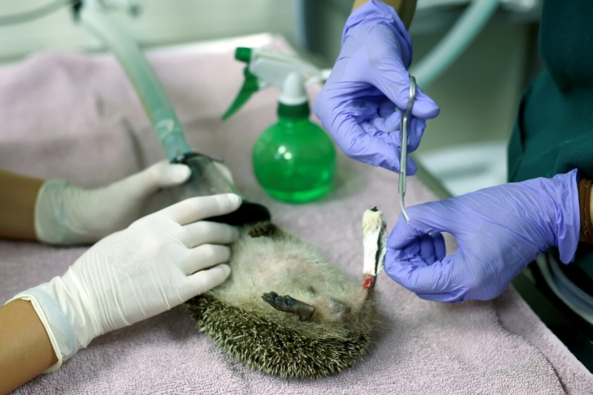 Un vétérinaire change le pansement de la patte arrière d'un hérisson recueilli au centre de soins pour la faune sauvage de la LPO (Ligue pour la protection des oiseaux) Aquitaine, à Audenge, le 6 août 2026