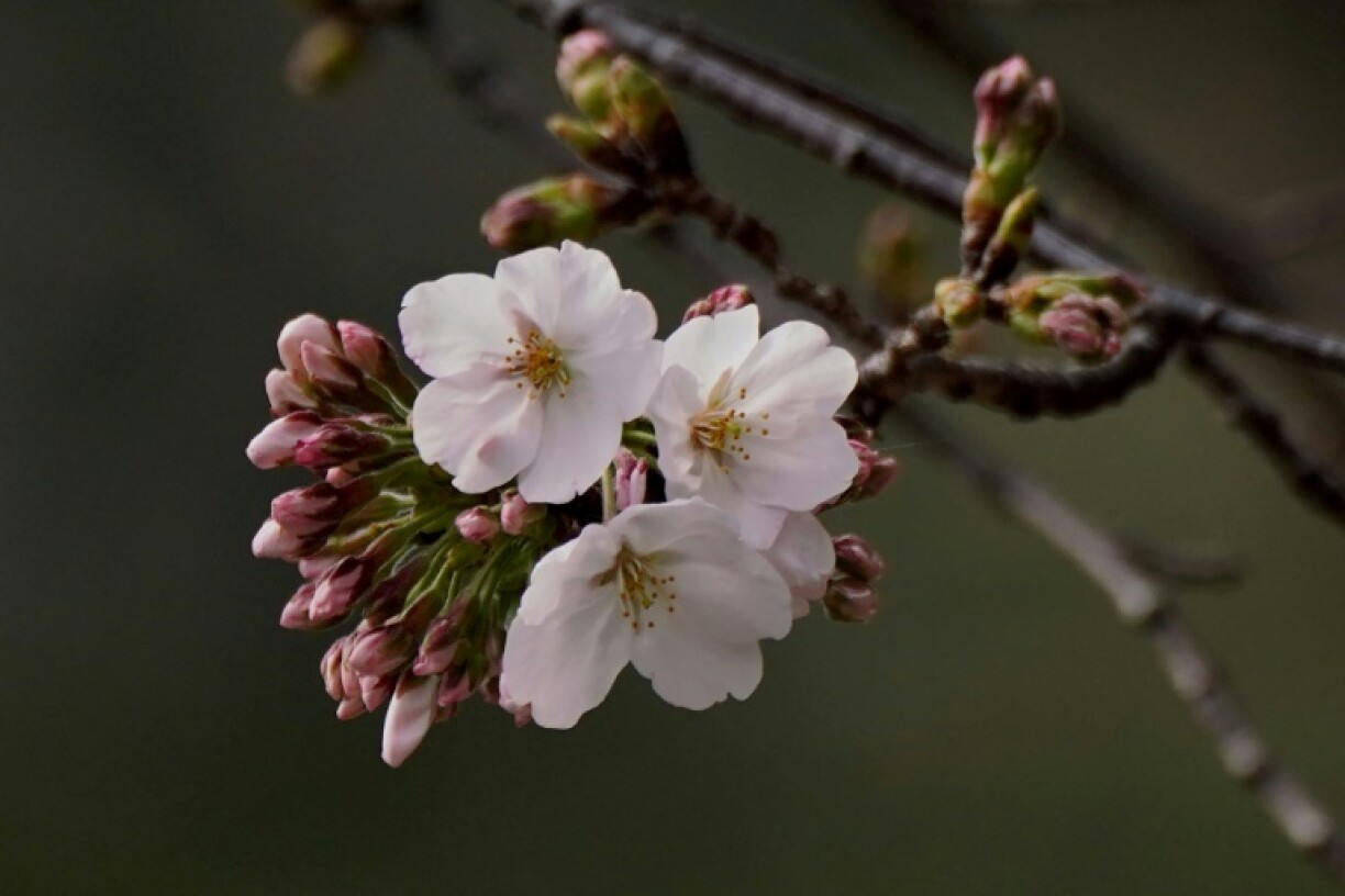 Cherry blossoms symbolise the fragility of life in Japanese culture as full blooms only last about a week before the petals start falling off trees