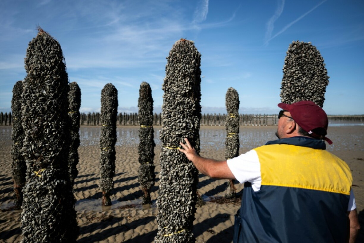Le mytiliculteur Loïc Maine inspecte un pieu à moules dans l'exploitation Maine père & fils, au large de Bricqueville-sur-Mer, dans la Manche, le 13 septembre 2026