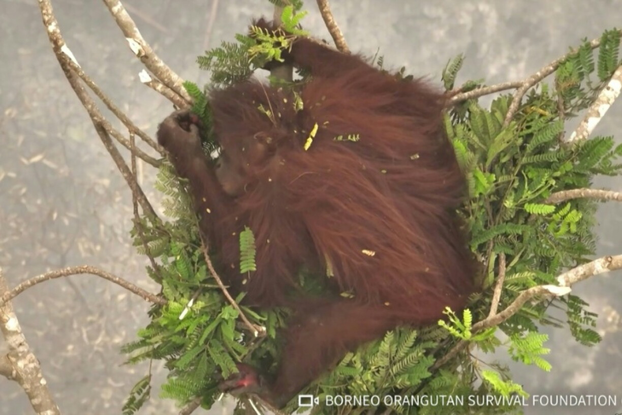 Nicknamed Novita, the ape shown in footage released by a conservation group is among dozens that have been rescued from wildfires burning across parts of Sumatra and Borneo