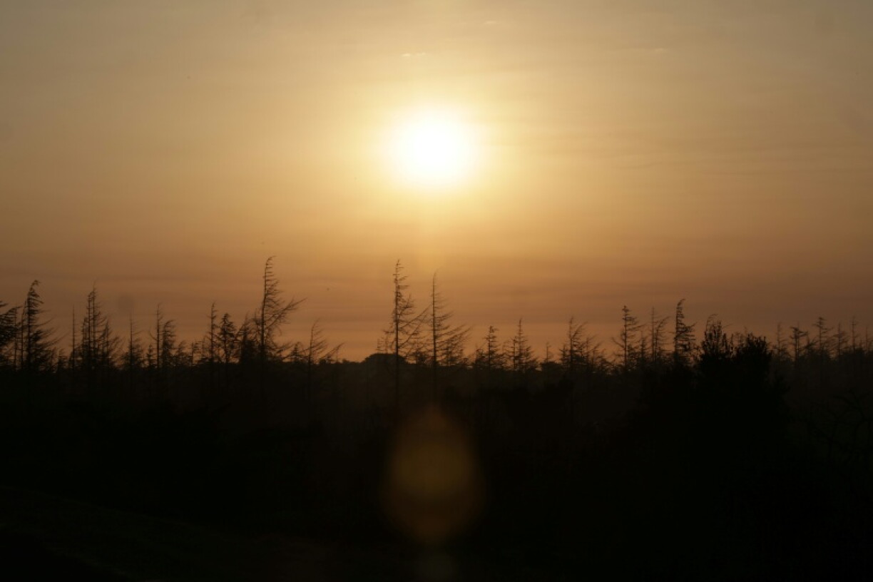 The sun rises over a forest burned by a fire in southern France
