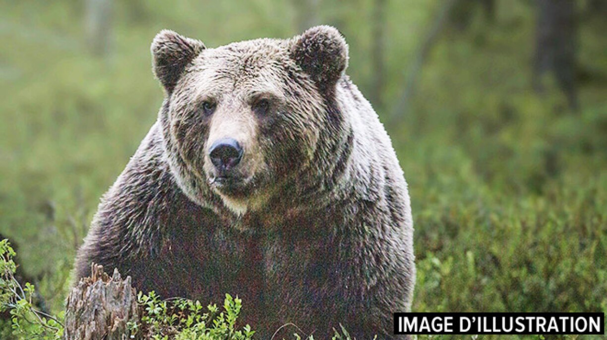 France: un chasseur blessé tue une ourse